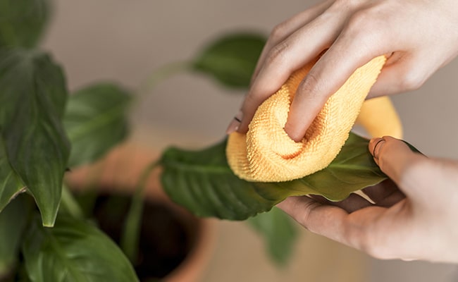 Comment Nettoyer Les Feuilles Des Plantes Vertes Le Jardinier