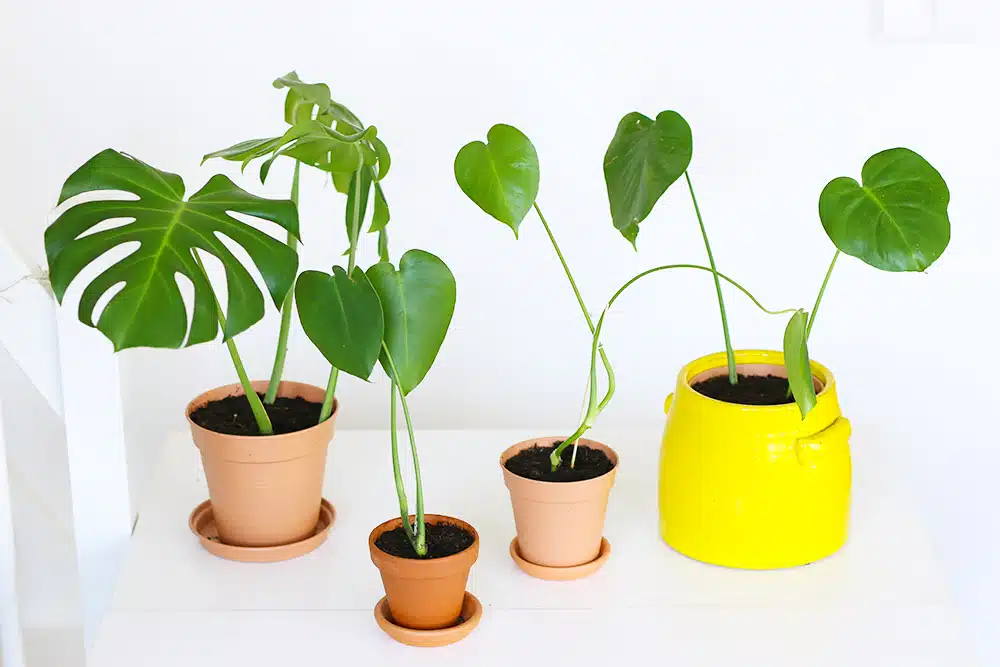 Découvrons ensemble l'art de la bouture d'un Monstera astuces et techniques secrètes